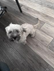 Reunited Male Dog last seen Winter springs , Winter Springs, FL 32708