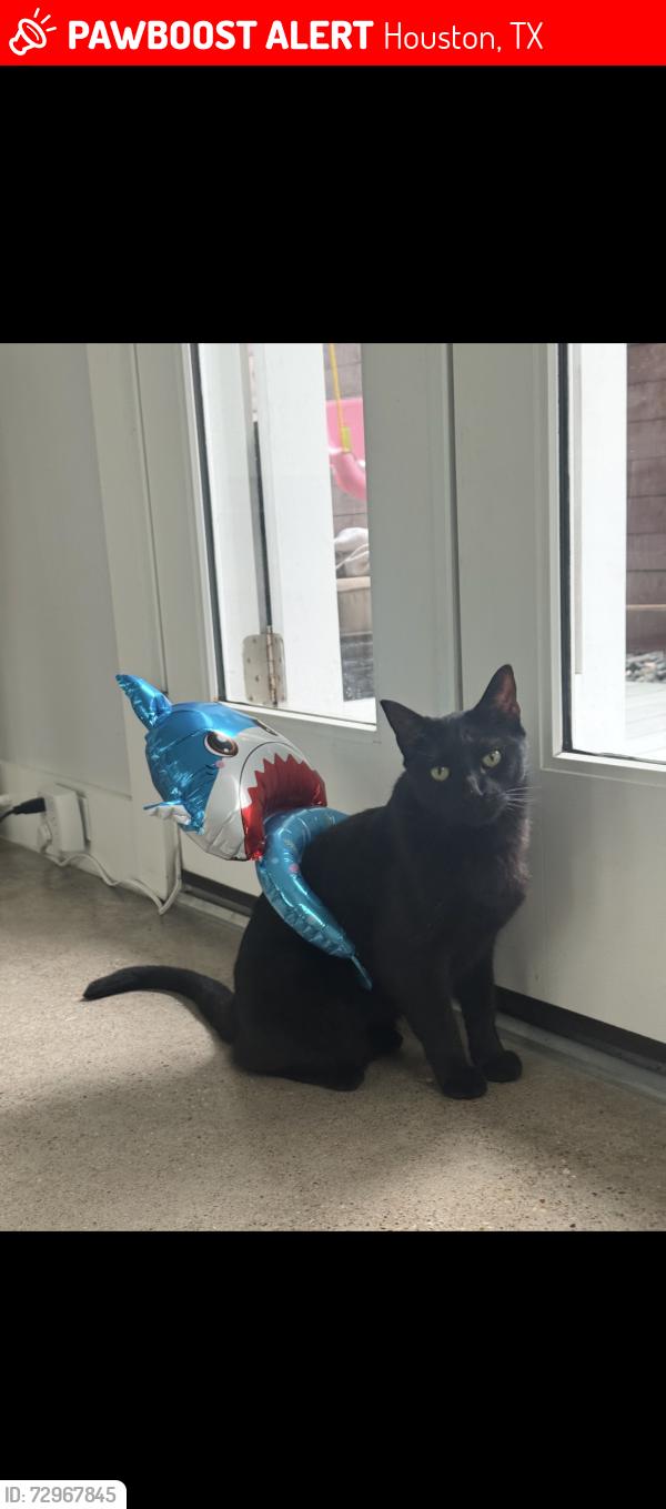 Lost Male Cat last seen Shepherd , Houston, TX 77098