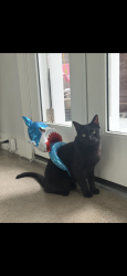 Lost Male Cat last seen Shepherd , Houston, TX 77098