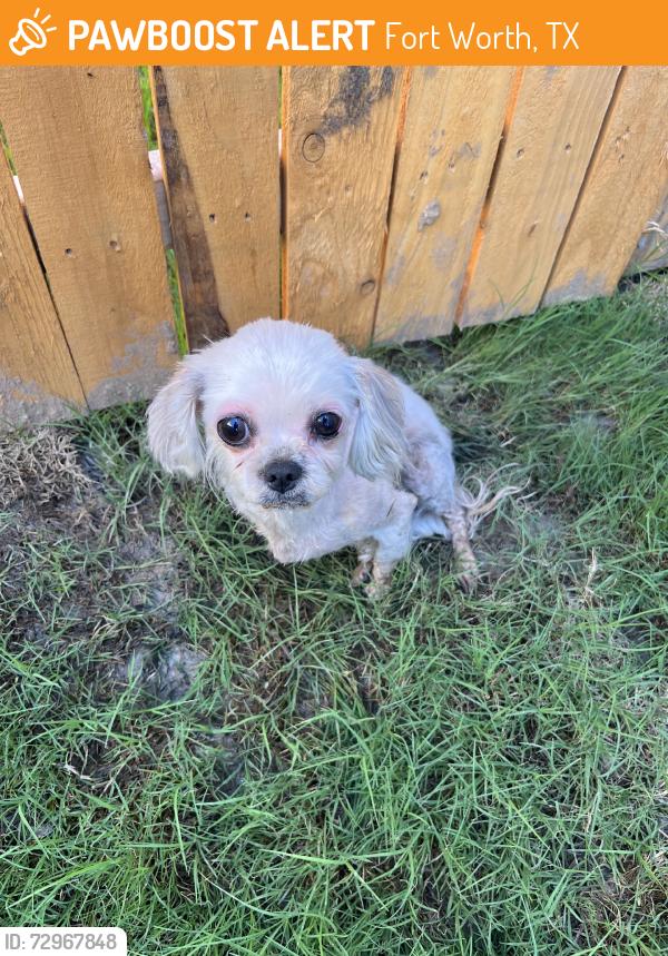 Found/Stray Unknown Dog last seen Found in Sendera Ranch area, Fort Worth, TX 76052