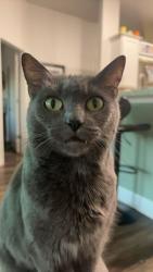 Lost Female Cat last seen Library, Beverly Hills, FL 34465