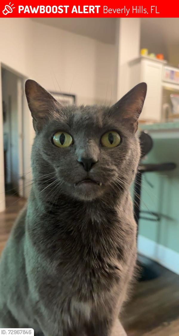 Lost Female Cat last seen Library, Beverly Hills, FL 34465