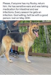 Lost Male Dog last seen Farmington Ridge Pkway / Tom query rd, Charlotte, NC 28213