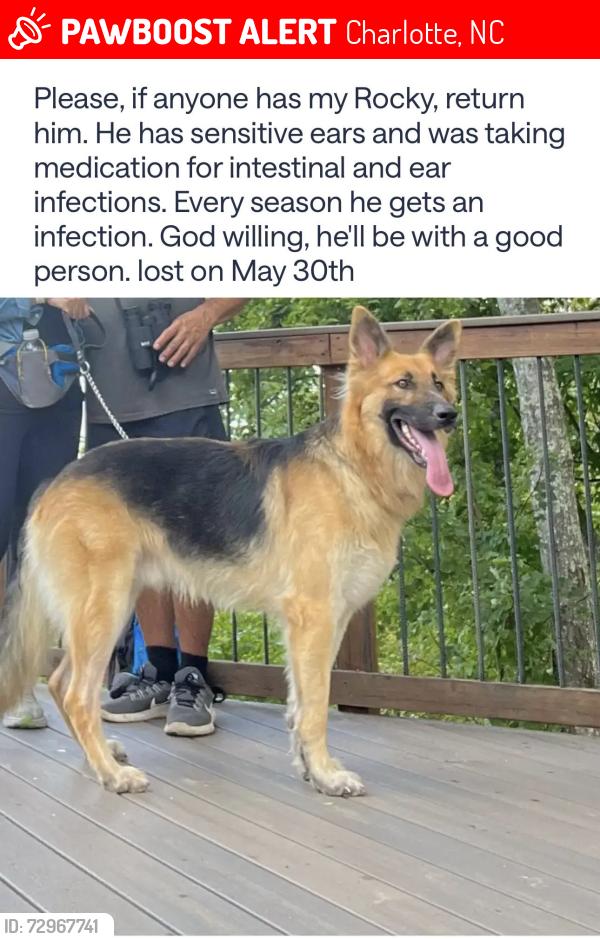 Lost Male Dog last seen Farmington Ridge Pkway / Tom query rd, Charlotte, NC 28213