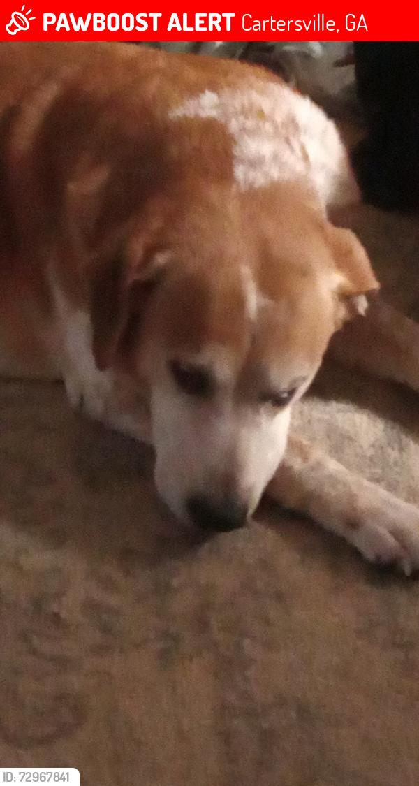 Lost Male Dog last seen Cassville rd.  Grassdale Rd, Cartersville, GA 30120