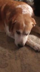Lost Male Dog last seen Cassville rd.  Grassdale Rd, Cartersville, GA 30120