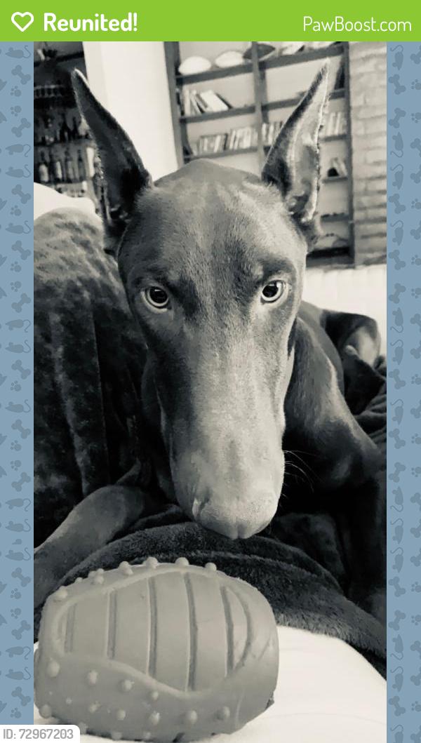Reunited Male Dog last seen kenworthy and sunvalley , El Paso, TX 79924
