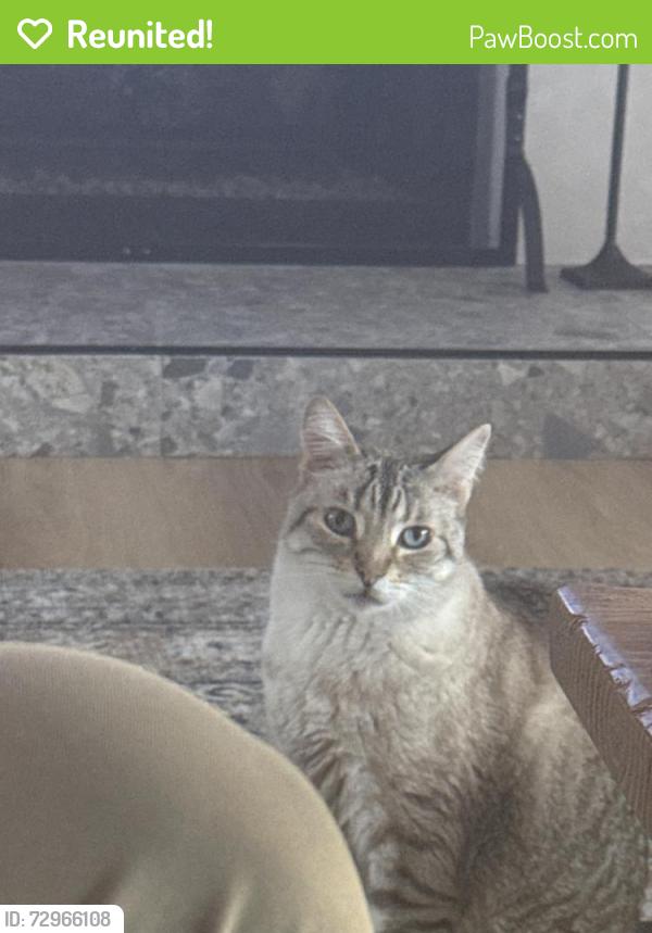 Reunited Male Cat last seen Hidden valley , Vista, CA 92081