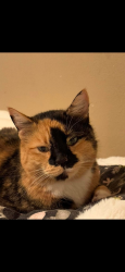 Lost Female Cat last seen 12th and 62nd Ave NE, Tacoma, WA 98422