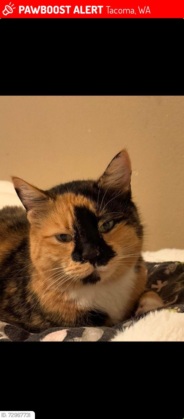 Lost Female Cat last seen 12th and 62nd Ave NE, Tacoma, WA 98422