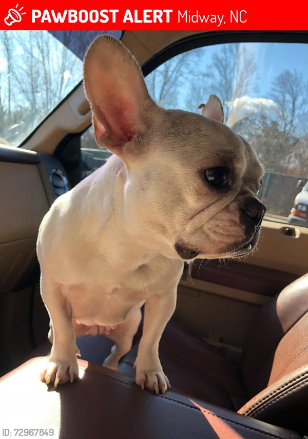 Lost Female Dog last seen Hunter rd, Midway, NC 27374