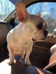 Lost Female Dog last seen Hunter rd, Midway, NC 27374