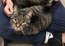Lost Male Cat last seen By the Heights development, larpenteur and mcknight, Maplewood, MN 55109