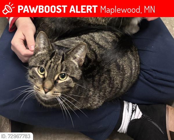 Lost Male Cat last seen By the Heights development, larpenteur and mcknight, Maplewood, MN 55109