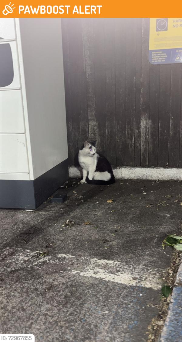 Found/Stray Unknown Cat last seen Jet petrol station , Greater Manchester, England M5 4NE