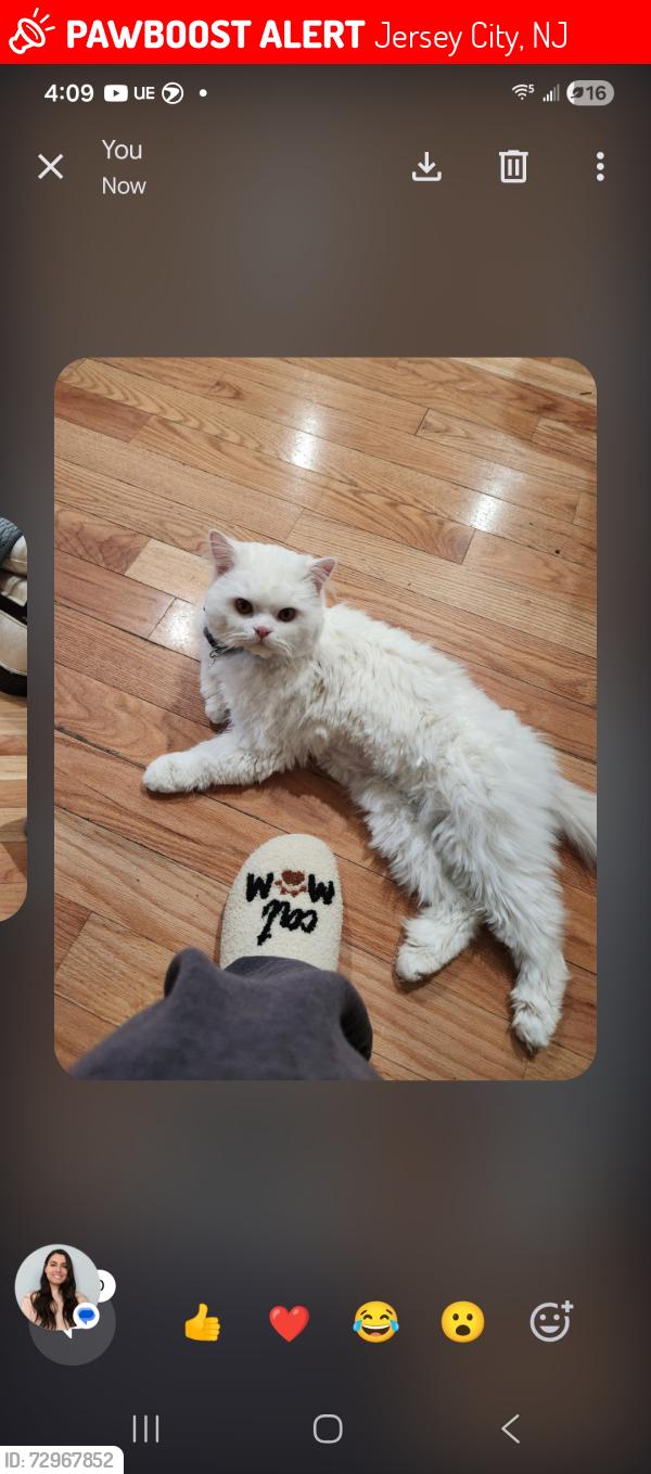 Lost Male Cat last seen Near Greenville Ave Jersey City nj 07305, Jersey City, NJ 07305