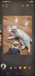Lost Male Cat last seen Near Greenville Ave Jersey City nj 07305, Jersey City, NJ 07305