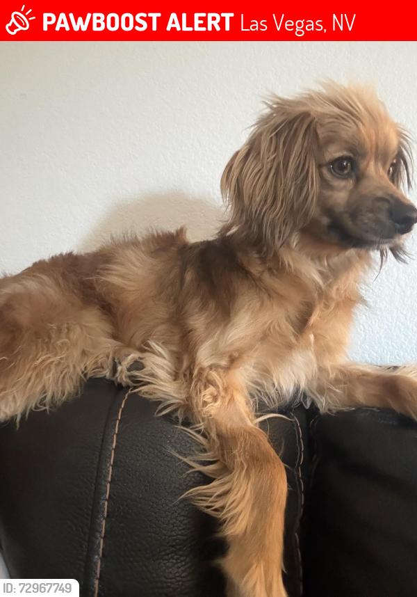 Lost Female Dog last seen Durango and Gomer- Monterey Subdivision-Borough Park St, Las Vegas, NV 89178