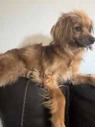 Lost Female Dog last seen Durango and Gomer- Monterey Subdivision-Borough Park St, Las Vegas, NV 89178