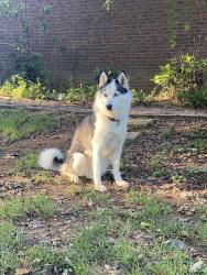 Lost Female Dog last seen York Rd. And granite station rd. , Adams County, PA 17325