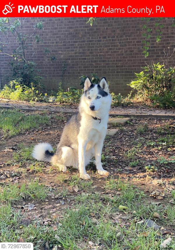 Lost Female Dog last seen York Rd. And granite station rd. , Adams County, PA 17325