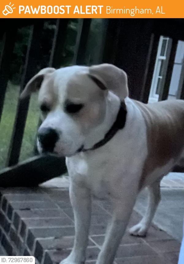 Found/Stray Male Dog last seen Old Rocky Ridge Road, Birmingham, AL 35279