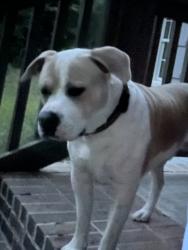 Found/Stray Male Dog last seen Old Rocky Ridge Road, Birmingham, AL 35279