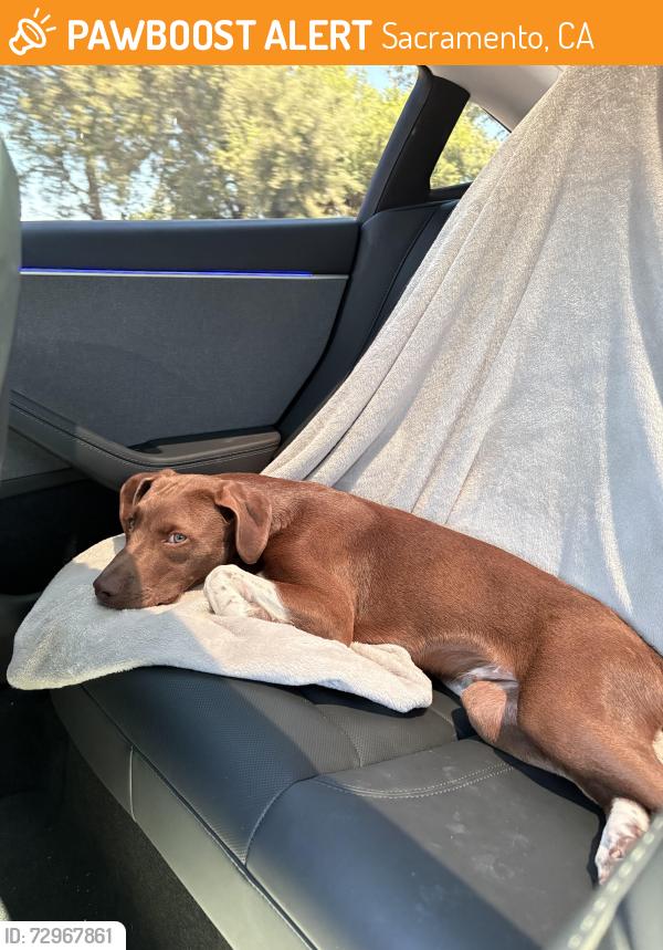 Found/Stray Male Dog last seen Branch St & Alamos Ave, Sacramento CA, Sacramento, CA 95815