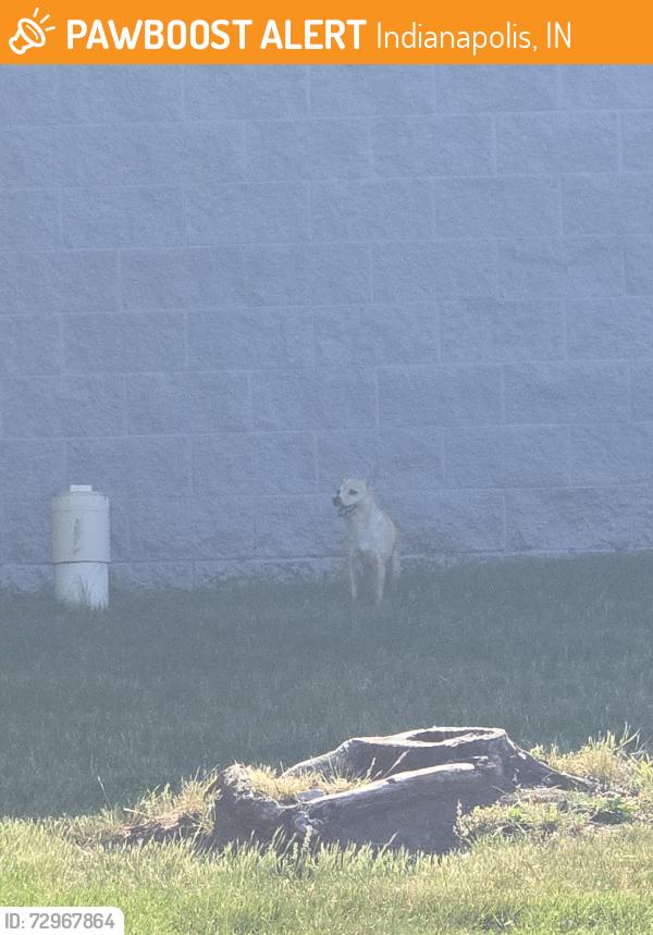 Found/Stray Unknown Dog last seen Near W Washington St C, Indianapolis, IN 46222, Indianapolis, IN 46222