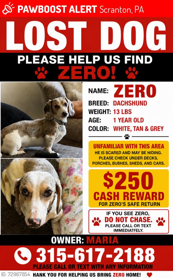 Lost Male Dog last seen Krispy Kreme, Moosic St, Scranton, PA 18505