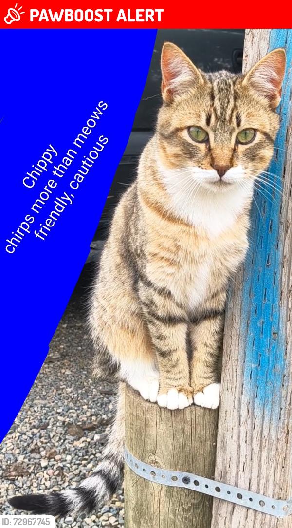 Lost Male Cat last seen Near Animal Outreach of the Mother Lode, Diamond Springs, CA 95619