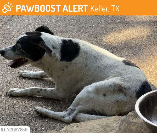 Found/Stray Female Dog last seen Tarrant Parkway & Cat Mountain , Keller, TX 76248