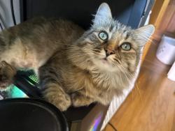 Lost Female Cat last seen Home, San Diego, CA 92111
