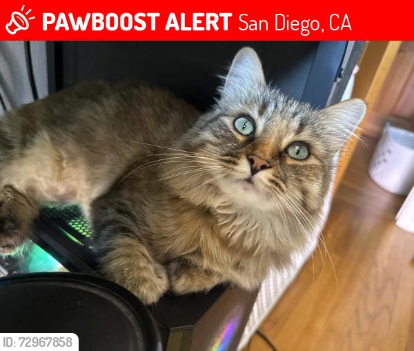 Lost Female Cat last seen Home, San Diego, CA 92111