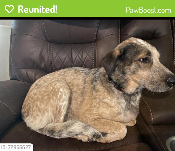 Reunited Female Dog last seen 13th Street, Kemp, TX 75143