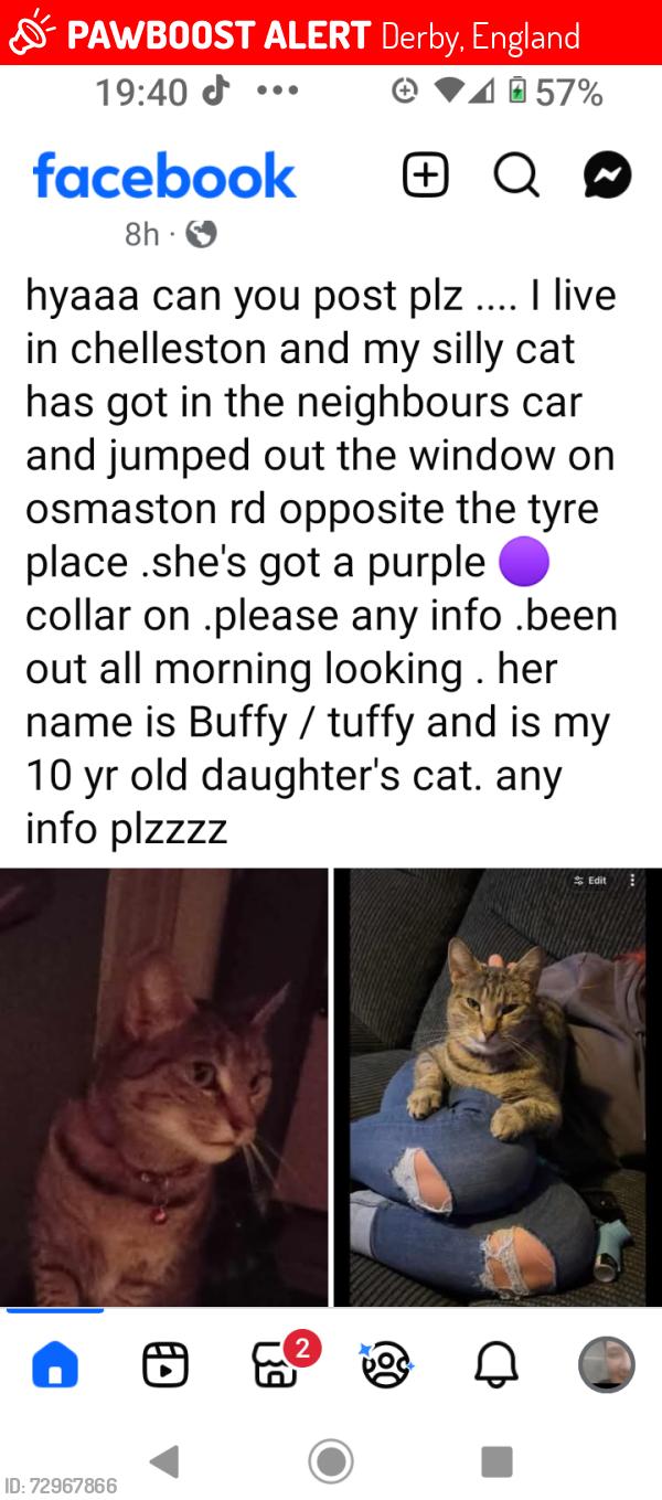 Lost Female Cat last seen allenton Ozzy rd , Derby, England 