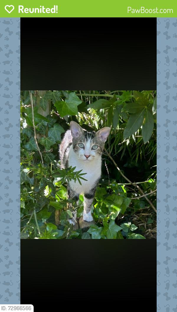 Reunited Male Cat last seen Opposite the primary school, Hartley, England DA3 8BU