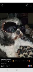 Lost Female Dog last seen Parkwood wichita ks, Baltimore, MD 21215
