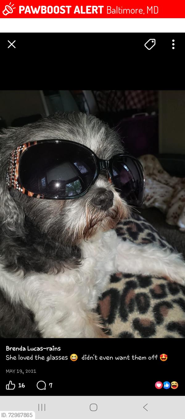 Lost Female Dog last seen Parkwood wichita ks, Baltimore, MD 21215