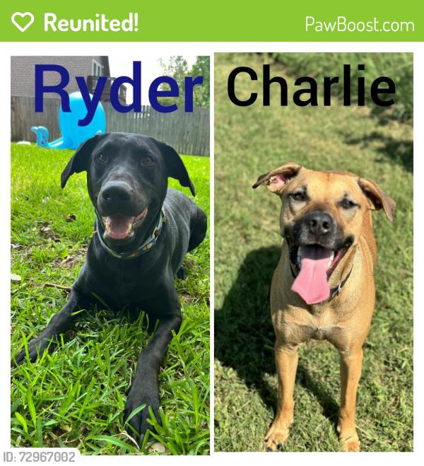 Reunited Male Dog last seen Off 96, League City, TX 77573