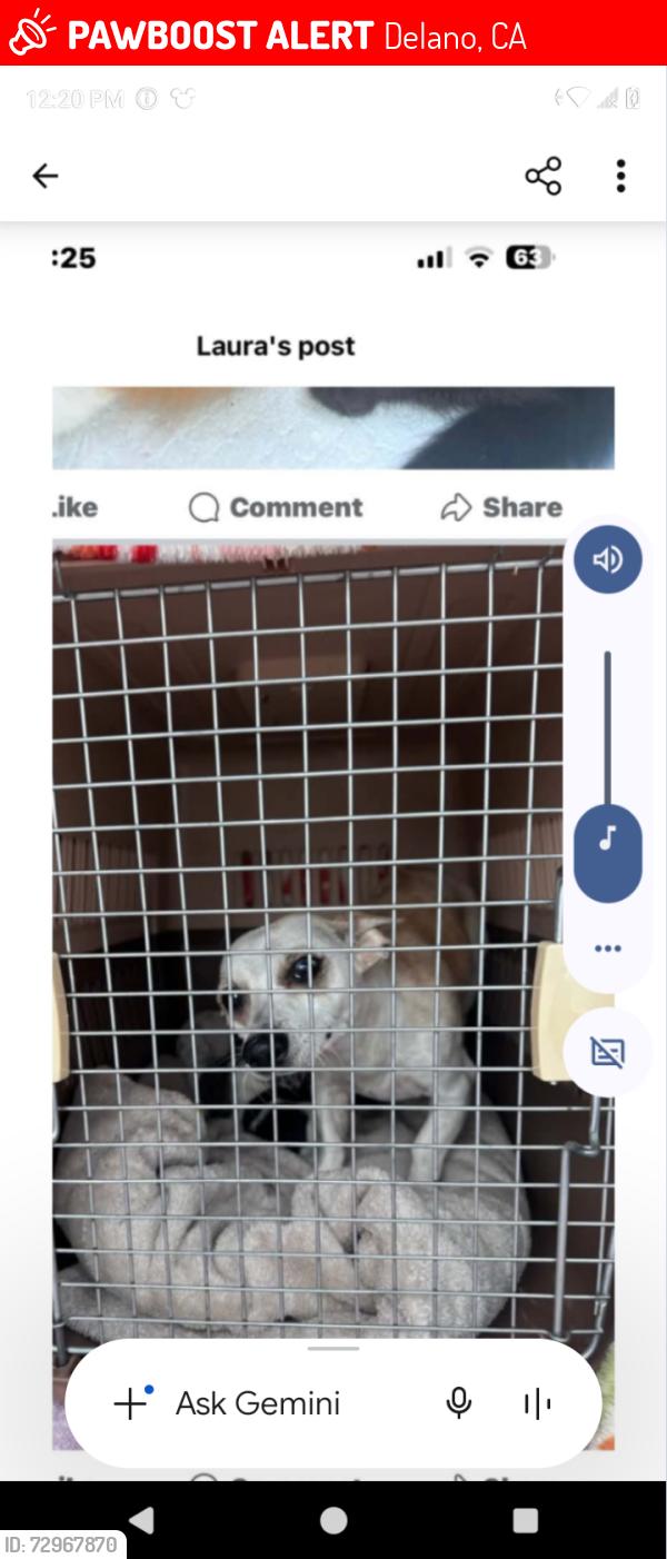Lost Female Dog last seen Dover, Delano, CA 93215