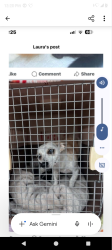 Lost Female Dog last seen Dover, Delano, CA 93215