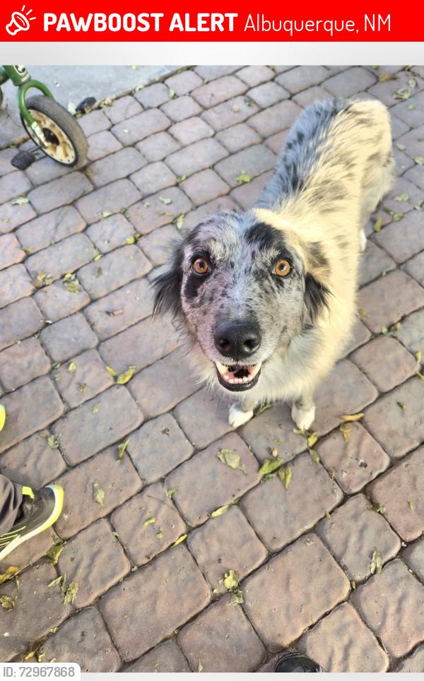 Lost Male Dog last seen Candelaria and Mesa Linda, Albuquerque, NM 87112