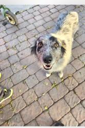 Lost Male Dog last seen Candelaria and Mesa Linda, Albuquerque, NM 87112