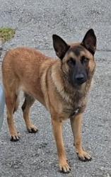 Lost Female Dog last seen DeKalb County Water Treatment Plant, Atlanta, GA 30360