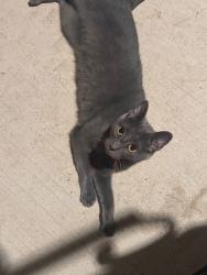 Reunited Female Cat last seen Leather leaf ct and Carnation, Montgomery, TX 77316
