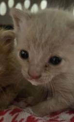 Shelter Stray Female Cat last seen E Mountain View Ave & CA-43, Selma Zone Fresno CO 3 93662, CA, Fresno, CA 93706