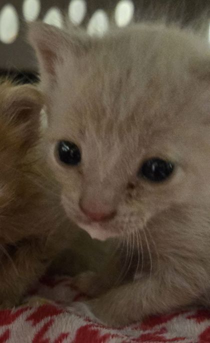 Shelter Stray Female Cat last seen E Mountain View Ave & CA-43, Selma Zone Fresno CO 3 93662, CA, Fresno, CA 93706