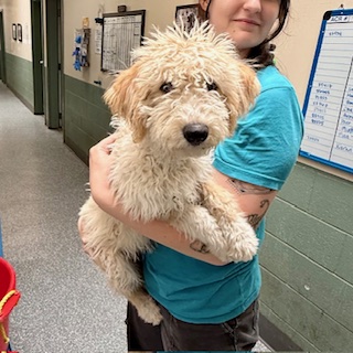 Shelter Stray Female Dog last seen Oakland, CA 94601, Oakland, CA 94601