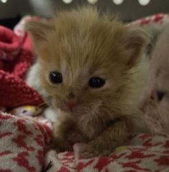 Shelter Stray Male Cat last seen E Mountain View Ave & CA-43, Selma Zone Fresno CO 3 93662, CA, Fresno, CA 93706